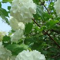Viburnum opulus 'Roseum' fleur